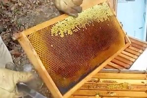 افزایش تولید عسل در خراسان رضوی
