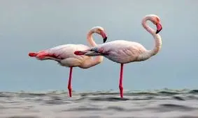 پرندگان مهاجر در خراسان شمالی فرود آمدند