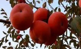 برداشت خرمالو از باغات قزوین آغاز شد