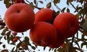 برداشت خرمالو از باغات قزوین آغاز شد