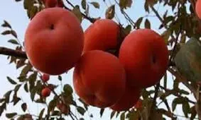 برداشت خرمالو از باغات قزوین آغاز شد