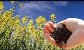 پیش بینی برداشت بیش از ۴ هزار تن کلزا از مزارع کهگیلویه و بویراحمد