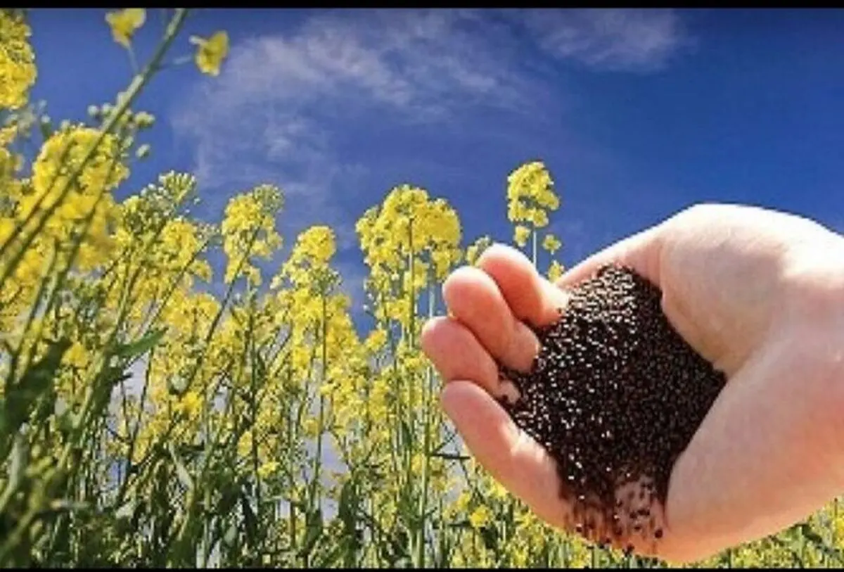 پیش بینی برداشت بیش از ۴ هزار تن کلزا از مزارع کهگیلویه و بویراحمد