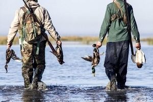 صدور مجوز شکار پرندگان در تالاب انزلی ممنوع شد