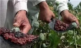 مواد مخدر ارزان تر از شیر در تهران