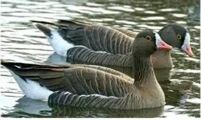 کمیته ملی حفاظت از غاز پیشانی سفید تشکیل می شود