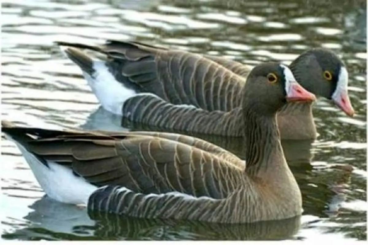 کمیته ملی حفاظت از غاز پیشانی سفید تشکیل می شود