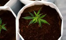 فرانسه استفاده آزمایشی از ماری‌جوانا با اهداف طبی را آغاز می‌کند 