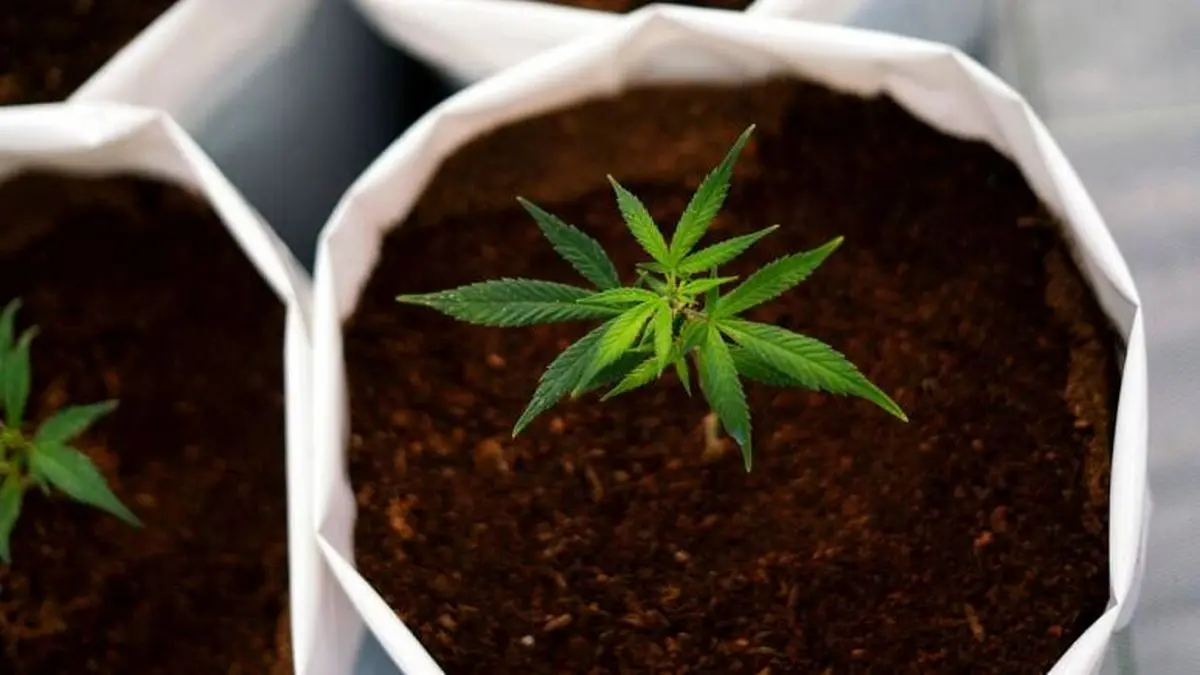 فرانسه استفاده آزمایشی از ماری‌جوانا با اهداف طبی را آغاز می‌کند 