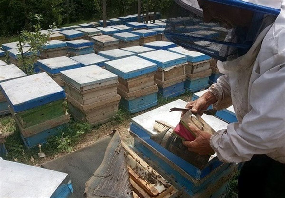 جهشی شیرین با طعم عسل سلسله