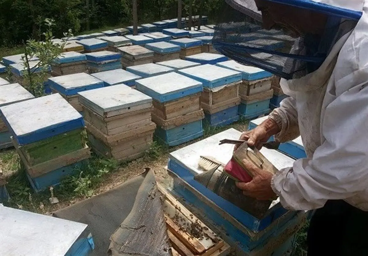 جهشی شیرین با طعم عسل سلسله
