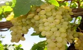 کاهش ۳۰ درصدی تولید انگور در ملایر