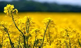 پیش‌بینی برداشت ۲۵۰۰ تن کلزا از مزارع البرز