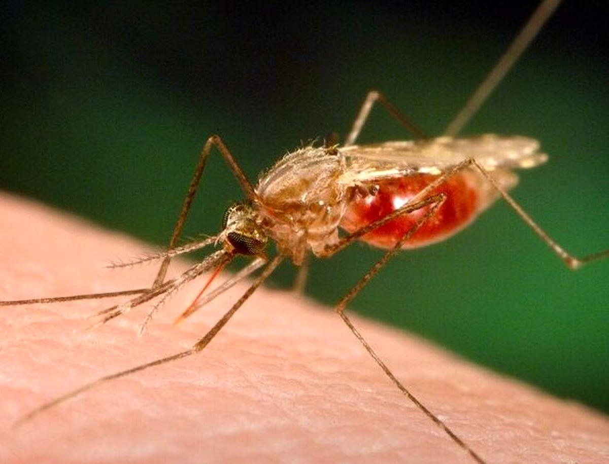 خطر شیوع بیماری مالاریا در سراوان / 5 نفر بیمار شدند