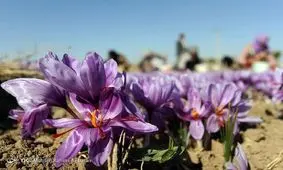 سهم ایرانی‌ها از زعفران و پسته نصف شد