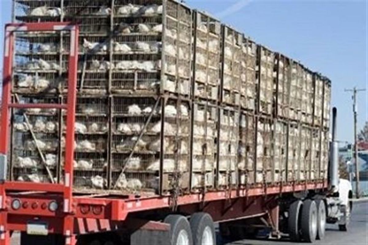 کشف دو هزار قطعه مرغ قاچاق در شهرستان بهار