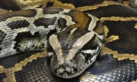 ورود یک حلقه مار بوآ به منزل مسکونی در گرگان