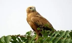 با شکارچیان پرنده‌های کمیاب به شدت برخورد می‌شود