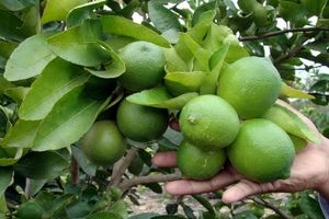 هشت هزار تن لیمو ترش در شهرستان گچساران برداشت شد