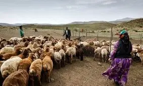 تسهیلات عشایر خراسان جنوبی به ۳۶ میلیارد تومان افزایش یافت