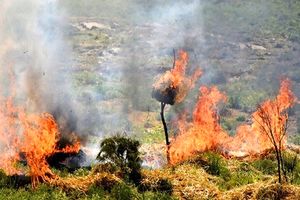 کاهش ۶ برابری آتش‌سوزی در پارک ملی گلستان