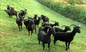 وقتی یک بز مانند انسان راه می‌رود/ ویدئو