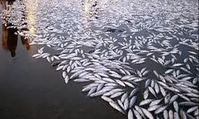 دستگیری 9 متخلف شکار و صید در بیله‌سوار و خلخال