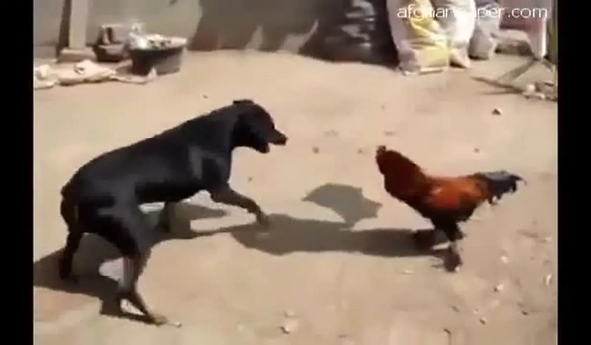 دعوای عجیب سگ و خروس/ ویدئو