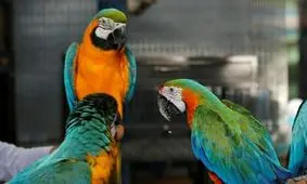 هجوم طوطی‌ها به استانبول