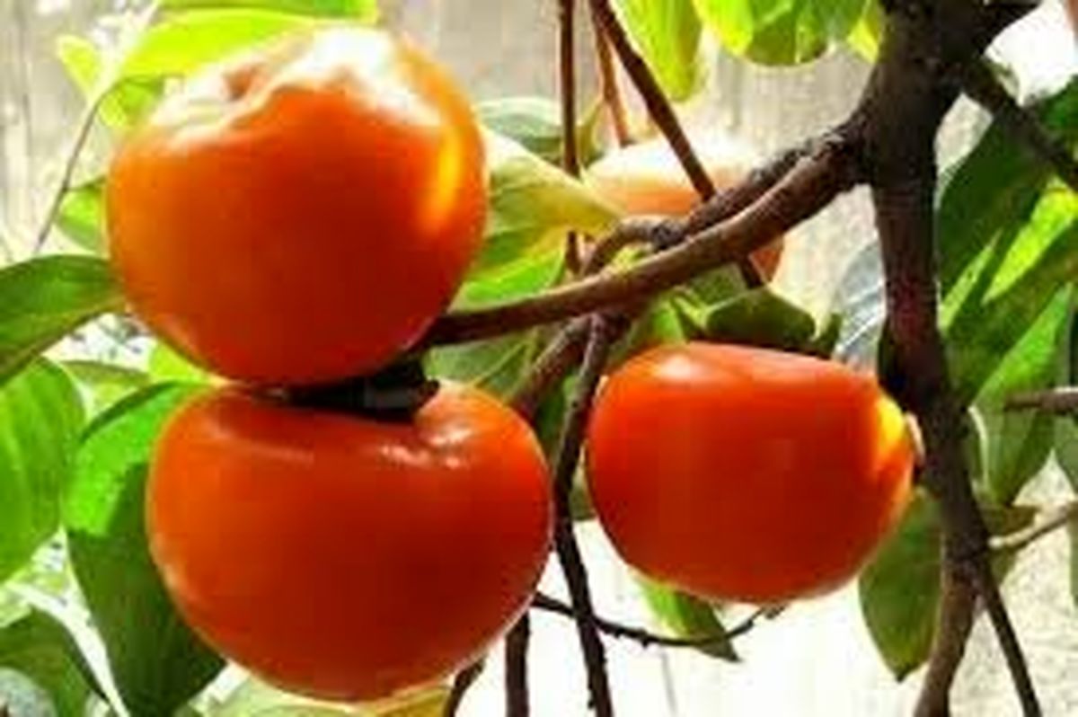 افزایش تولید خرمالو در گیلان