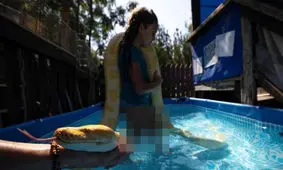 دوستی کودک ۸ ساله با مار پیتون غول پیکر!/ ویدئو