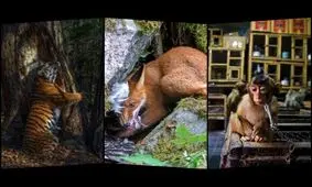 عکس سال حیات وحش انتخاب شد