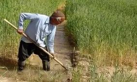 بقای کشاورزی استان یزد در گرو تغییر الگوی آبیاری و کشت