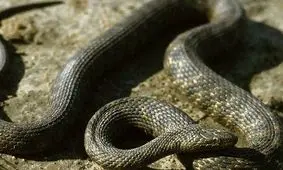 بیرون کشیدن یک پتوی بزرگ از شکم مار/ ویدئو