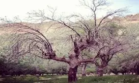 شیوع بیماری قارچ زغالی در یک میلیون و 130 هزار هکتار از جنگل های زاگرس