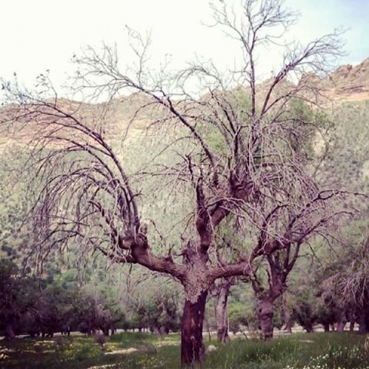 شیوع بیماری قارچ زغالی در یک میلیون و 130 هزار هکتار از جنگل های زاگرس