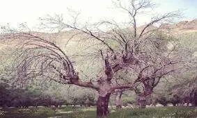 شیوع بیماری قارچ زغالی در یک میلیون و 130 هزار هکتار از جنگل های زاگرس