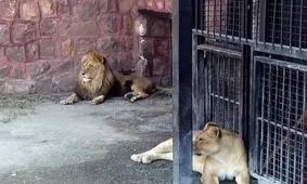 حمله شیر نر به مسئولان باغ وحش