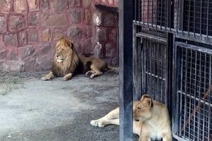 حمله شیر نر به مسئولان باغ وحش