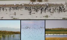 تالاب کانی برازان میزبان ۵۰ هزار قطعه پرنده مهاجر می شود