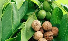 نگرانی‌های استفاده از گردو