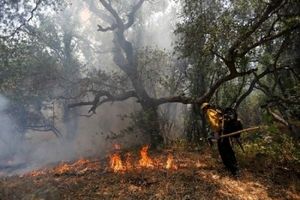 علت ۹۵ درصد آتش‌سوزی‌های جنگل‌ها «انسانی» است