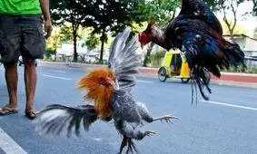 خروس جنگی پلیس را کشت