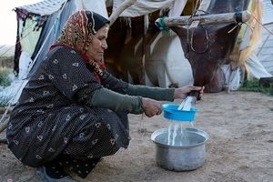تولید سالانه ۳۵ هزار تن شیر و فرآورده‌های لبنی توسط عشایر استان چهارمحال و بختیاری