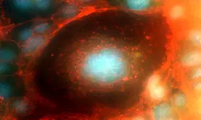 سلول انسان به فضا سفر کرد!