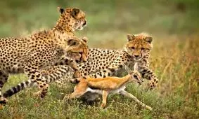 راز بقای راز بقا