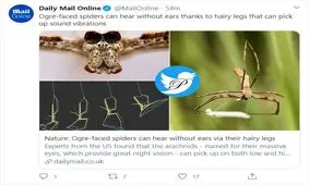 عنکبوتی که گوش ندارد و با پای پشمالوی خود می‌شنود