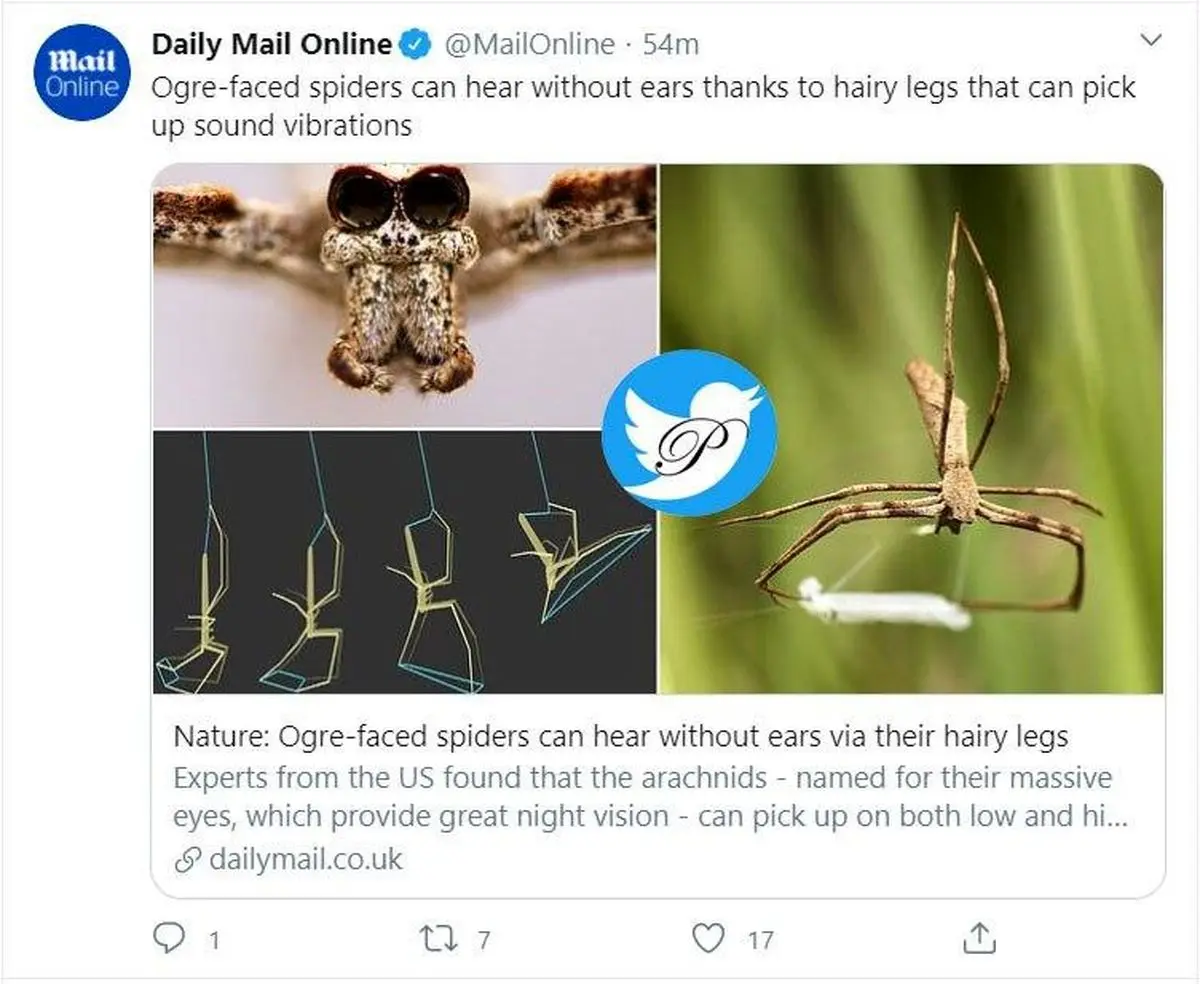 عنکبوتی که گوش ندارد و با پای پشمالوی خود می‌شنود