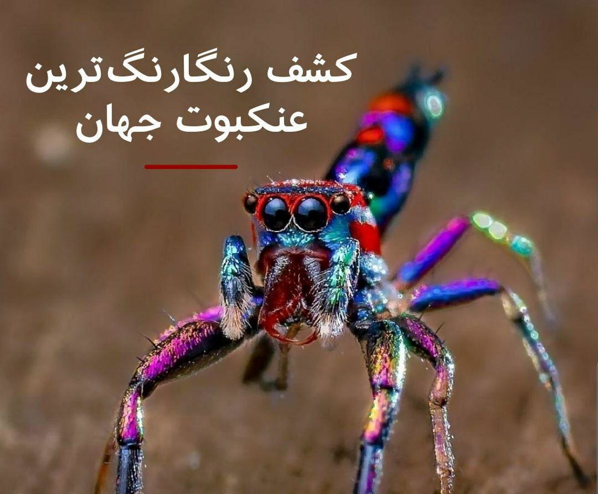 نه، دچار توهم نشدهاید