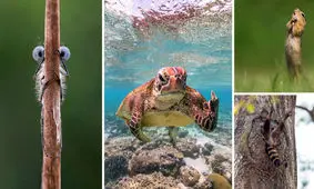 برترین تصاویر کمدی حیات وحش سال ۲۰۲۰ معرفی شدند